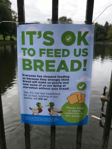 OK to feed bread flyer